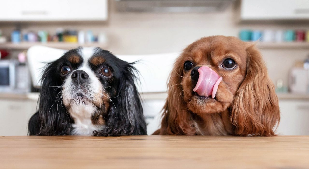 Le chien peut-il manger la même nourriture nous ?
