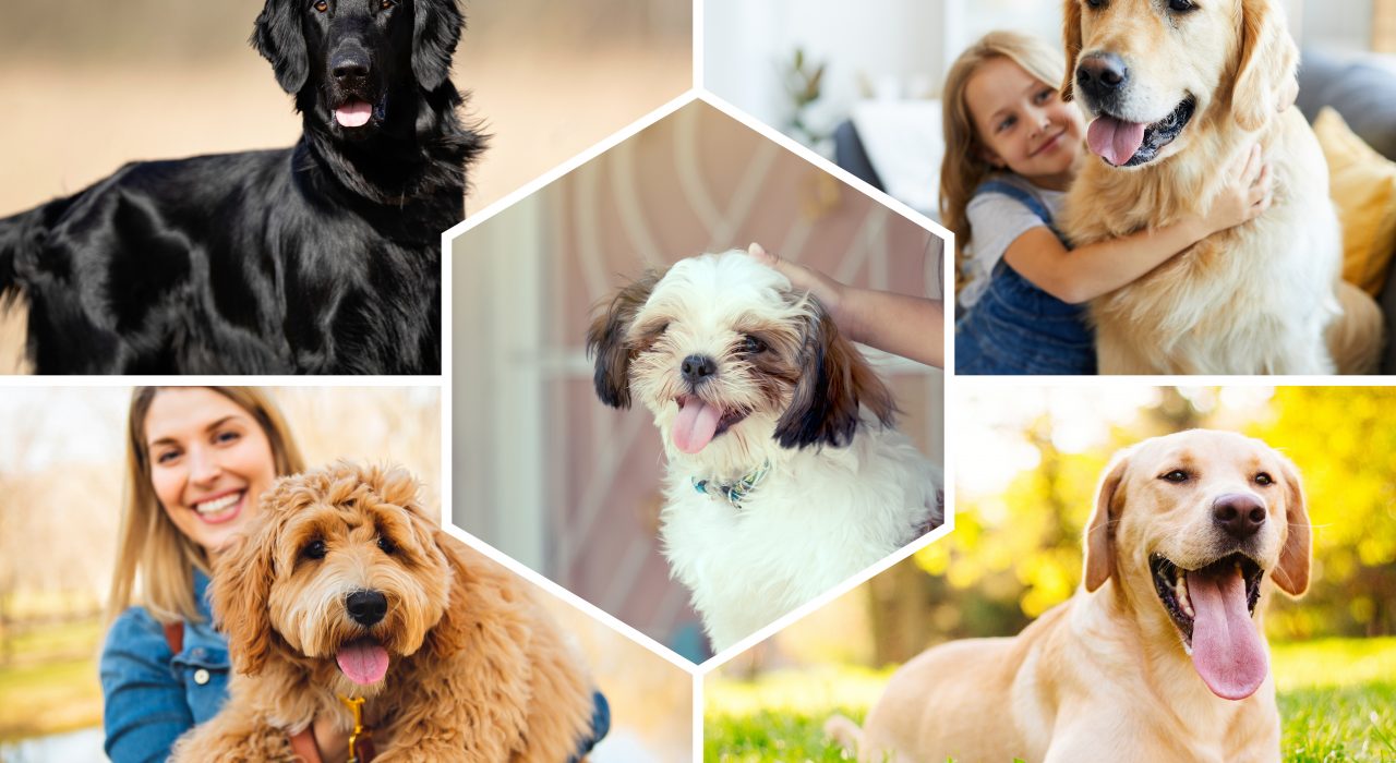 Chiens idéals pour les enfants : Top 12 races à connaître