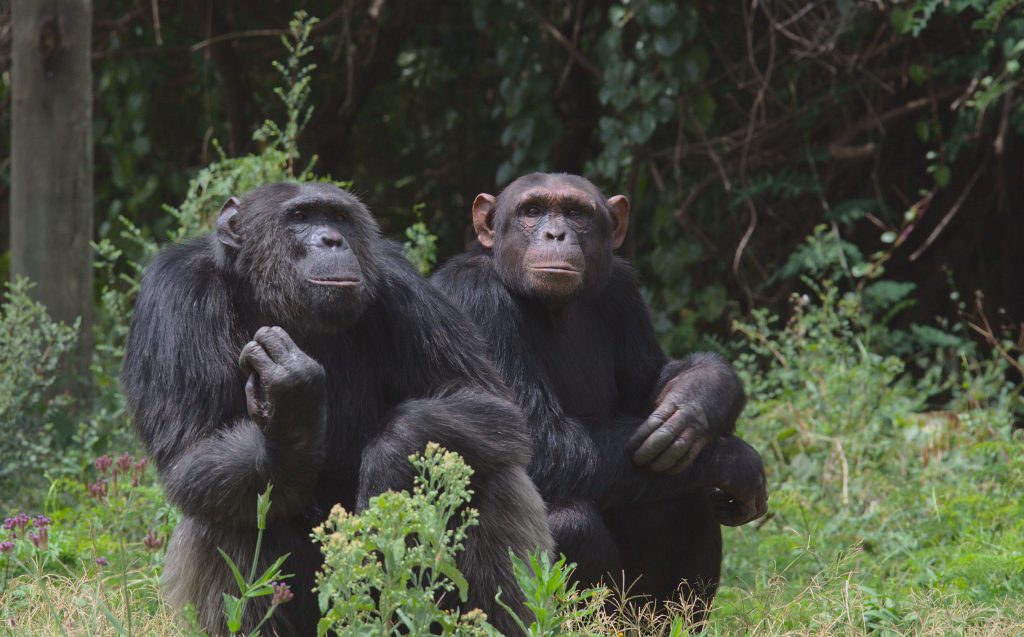 Chimpanzé au Kenya