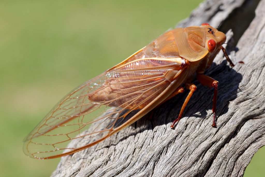 cigale Cyclochila australasiae