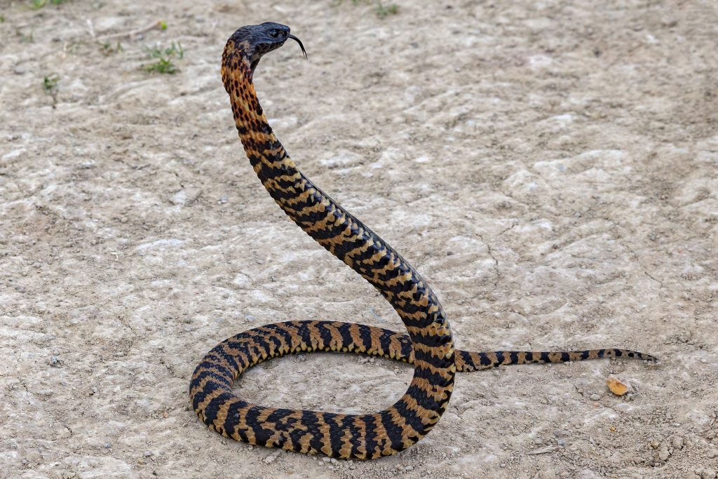 ringhal cobra cracheur