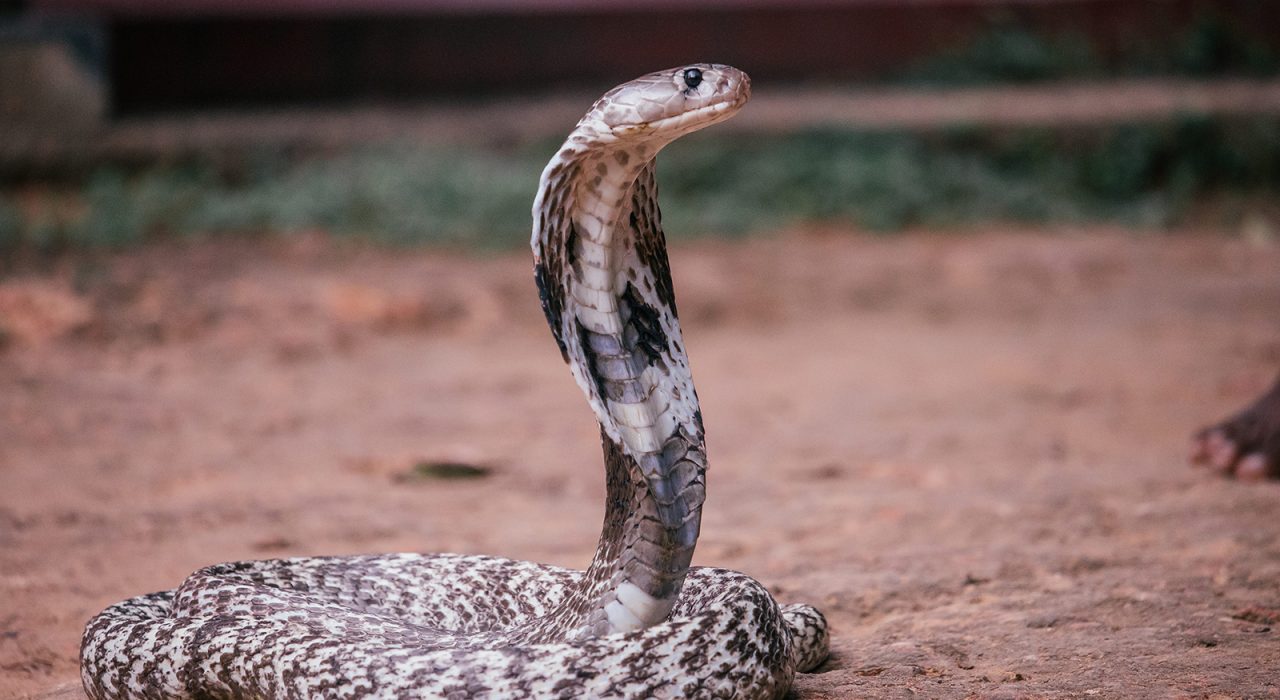 Le Cobra Royal : 10 choses à savoir sur ce serpent