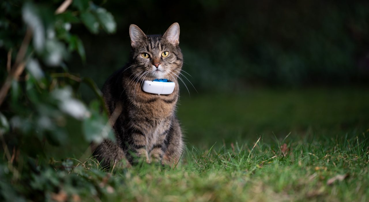 Un collier GPS pour son chat : bonne ou mauvaise idée ?