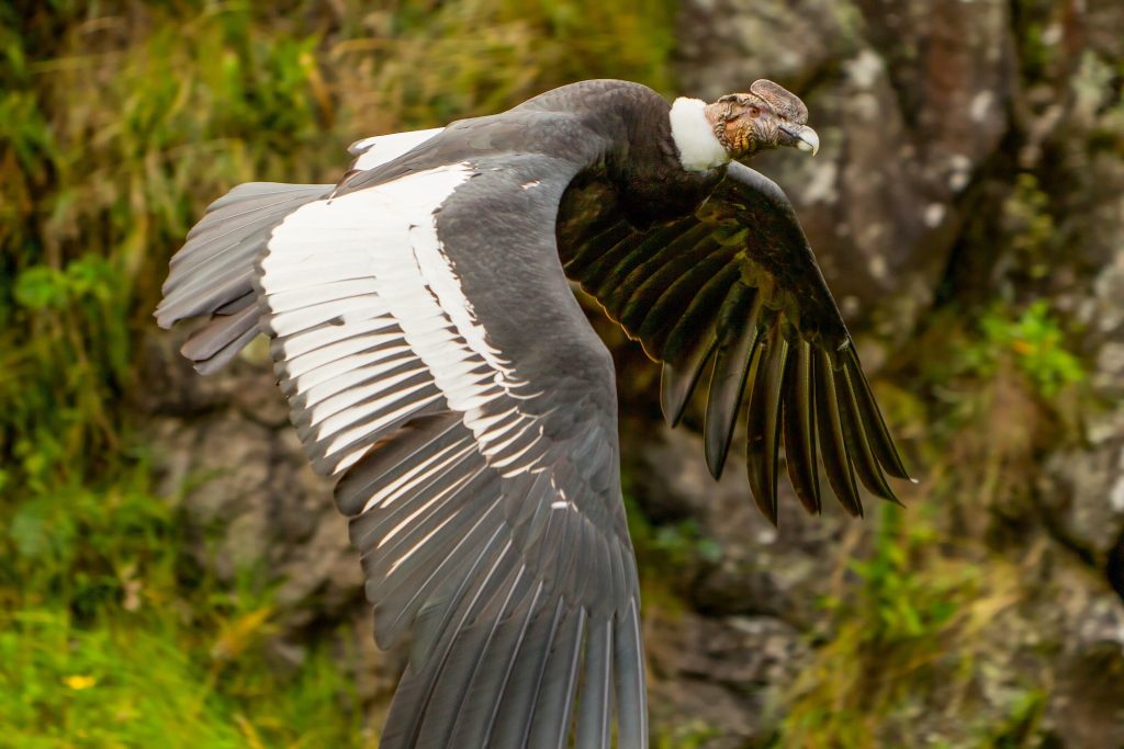 Condor des Andes