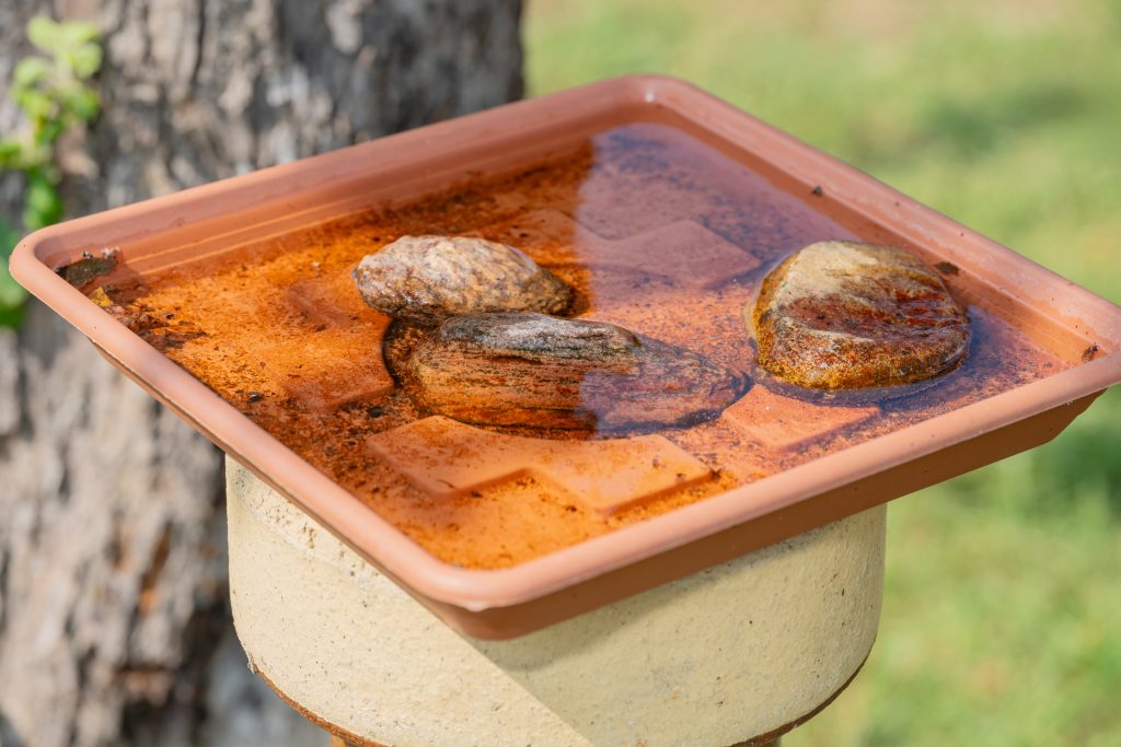 Coupelle d'eau pour oiseaux au jardin