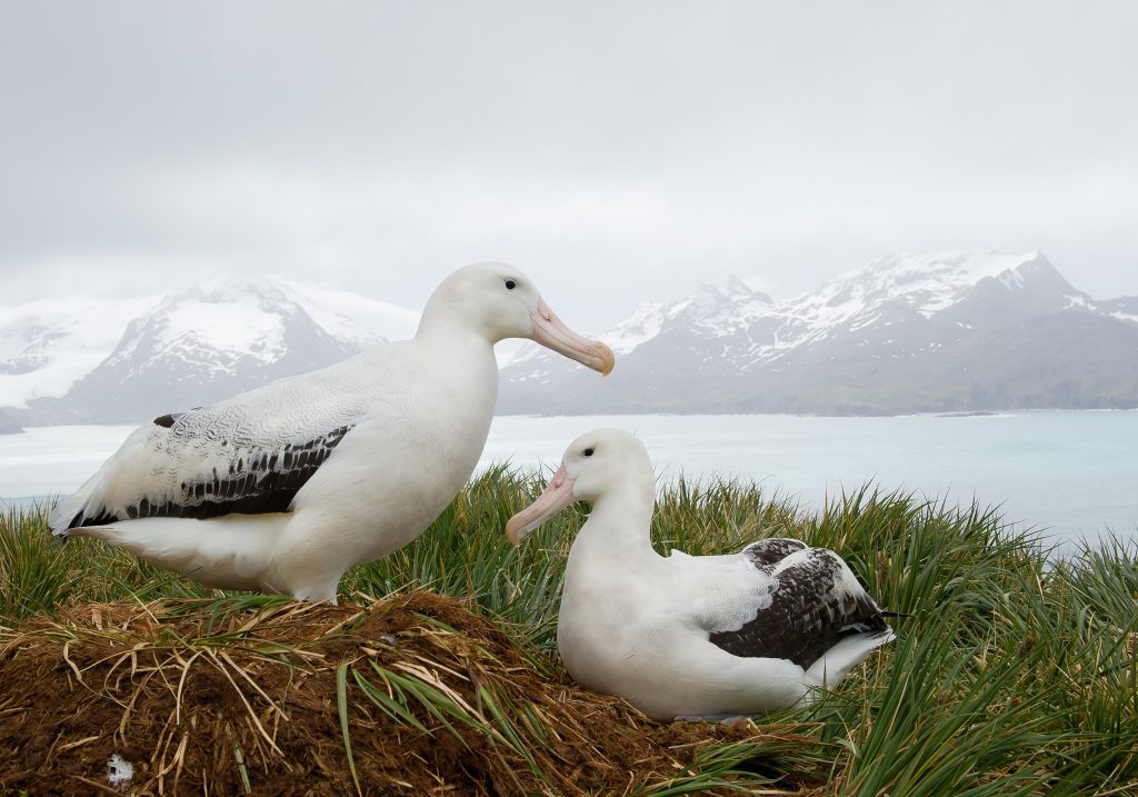 Couple d'albatros hurleur