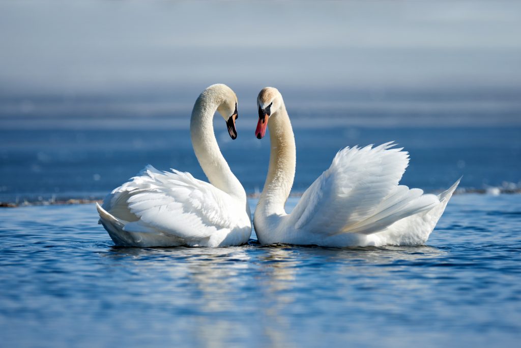 Couple de cygnes