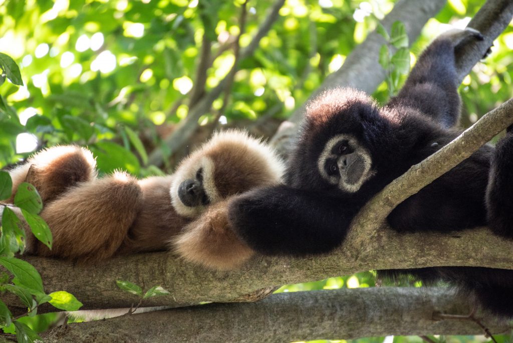 Couple de gibbons