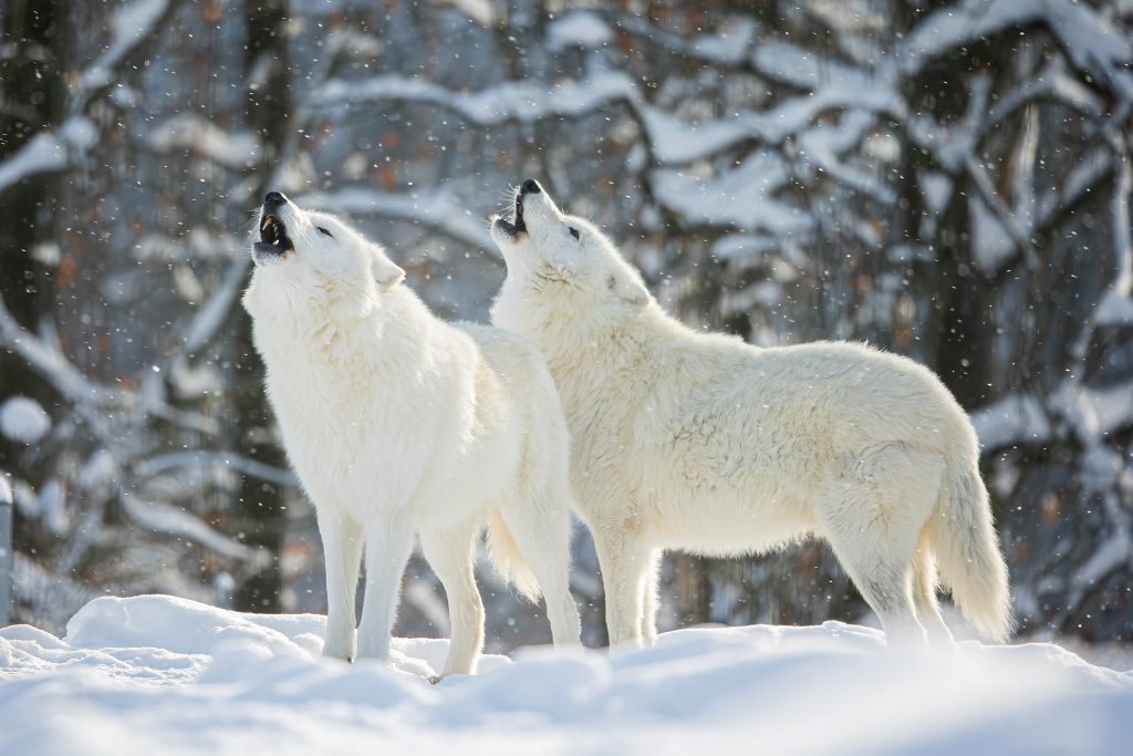 Couple de loups