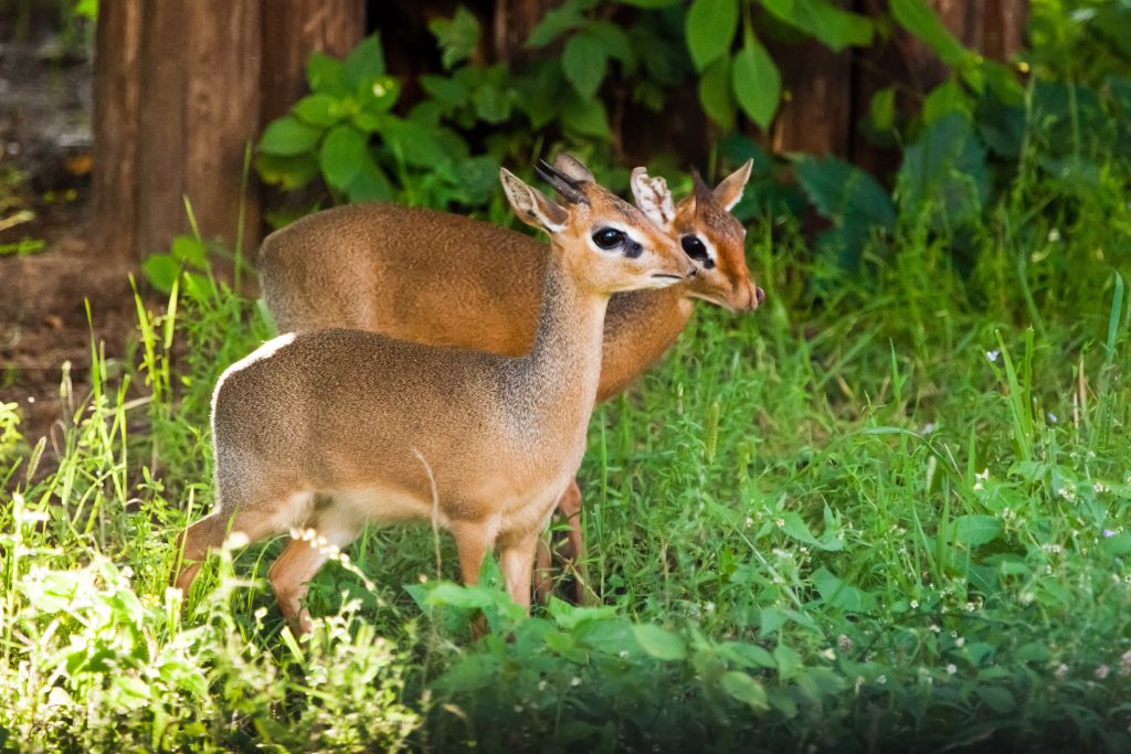 Couple de dik-diks