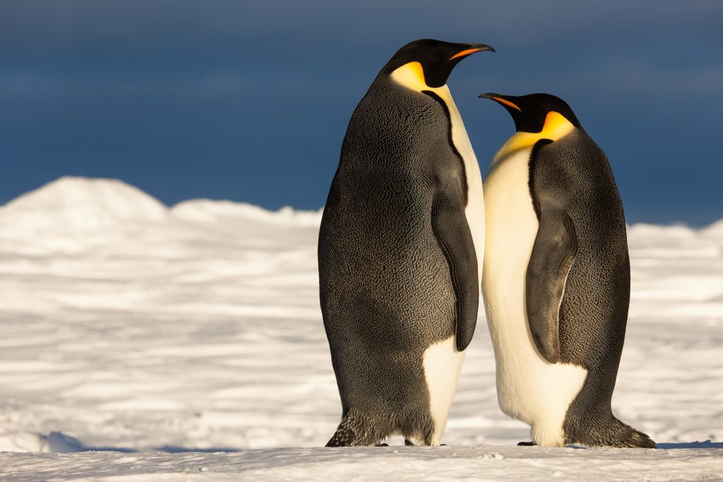 Couple de manchots empereurs