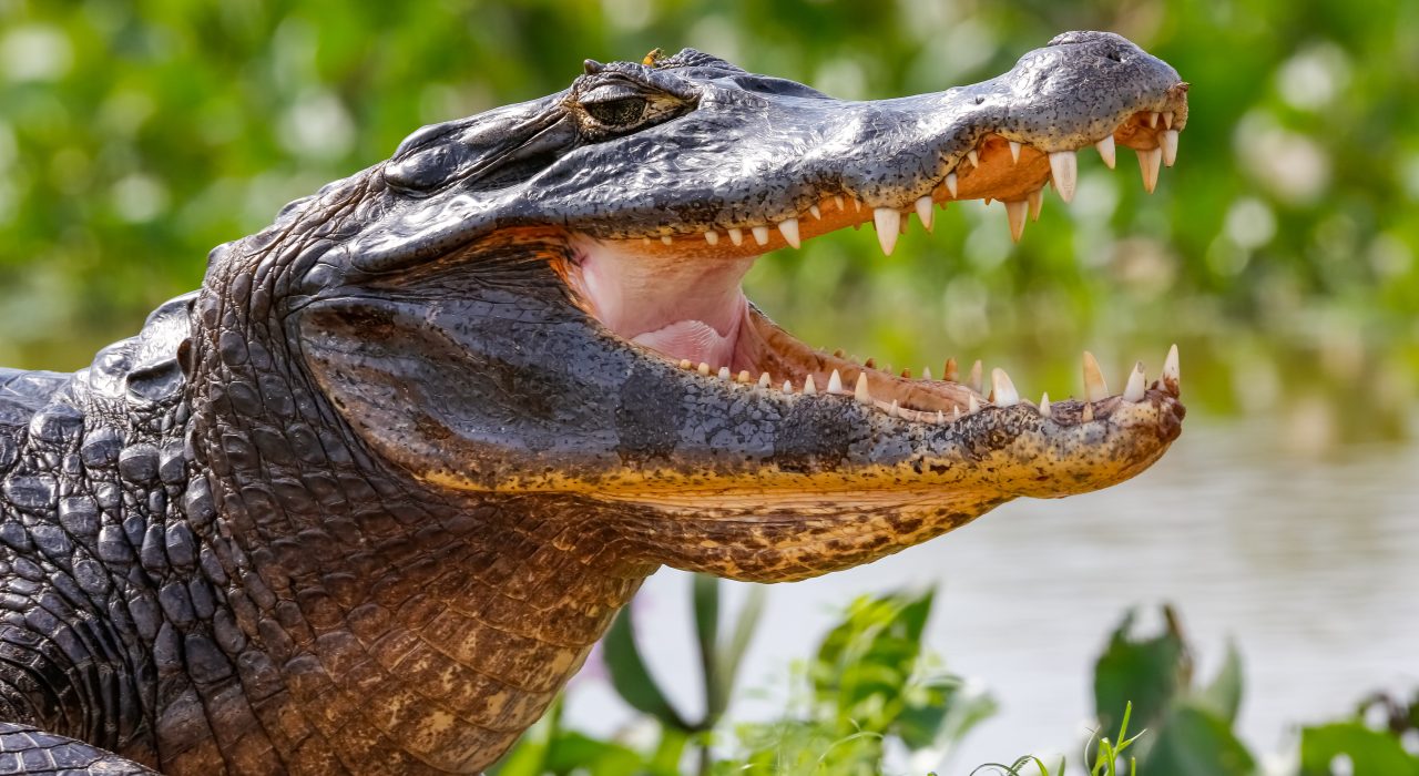 Quels sont les crocodiles les plus dangereux du monde ?
