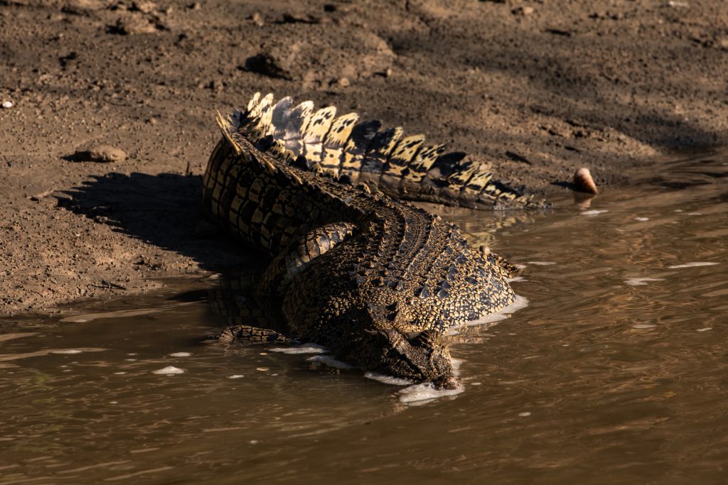 Crocodile de Kaladu