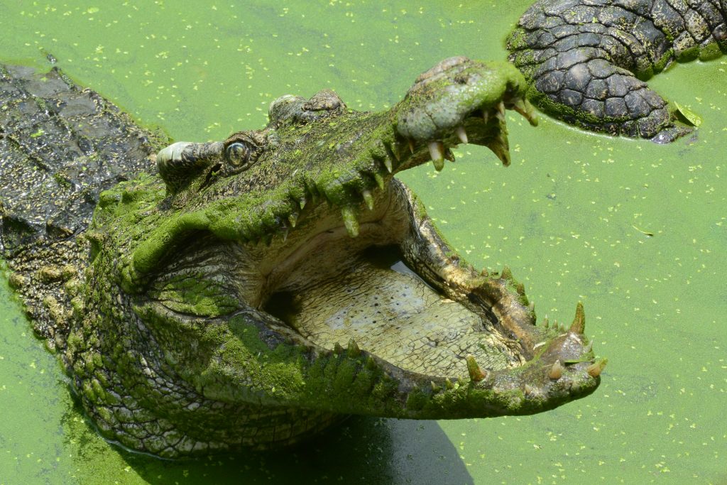 Crocodile marin mâchoire et gueule ouverte