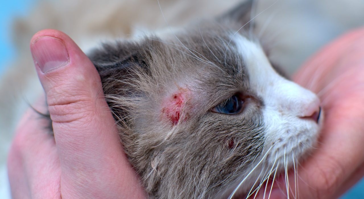 Dermatite chez le chat : causes et traitement