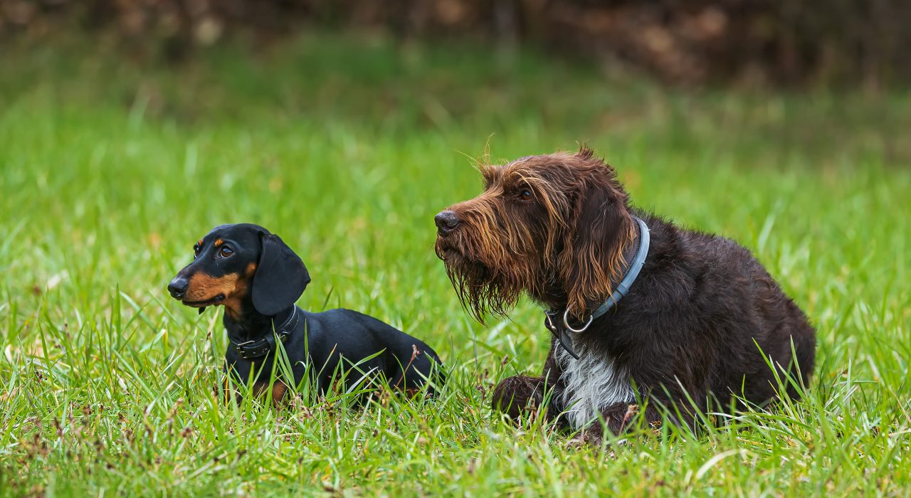 Chien De Chasse : 65 Races à Découvrir