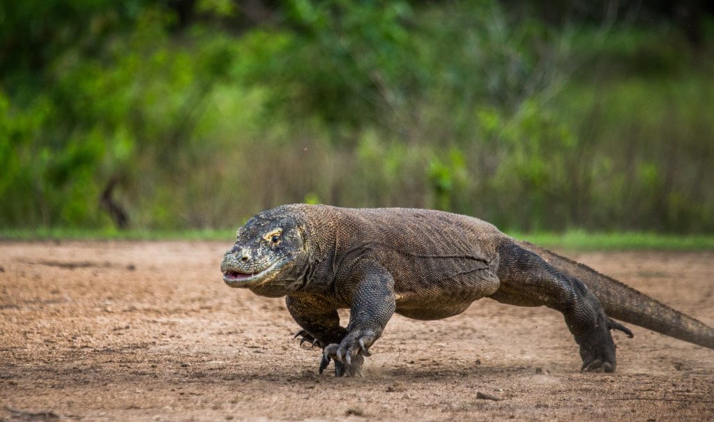 Dragon de komodo