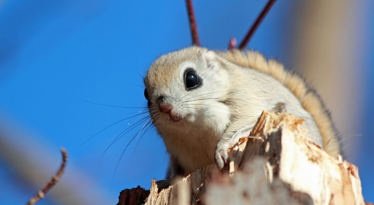 Écureuils du Monde : Espèces, Habitats et Faits Étonnants