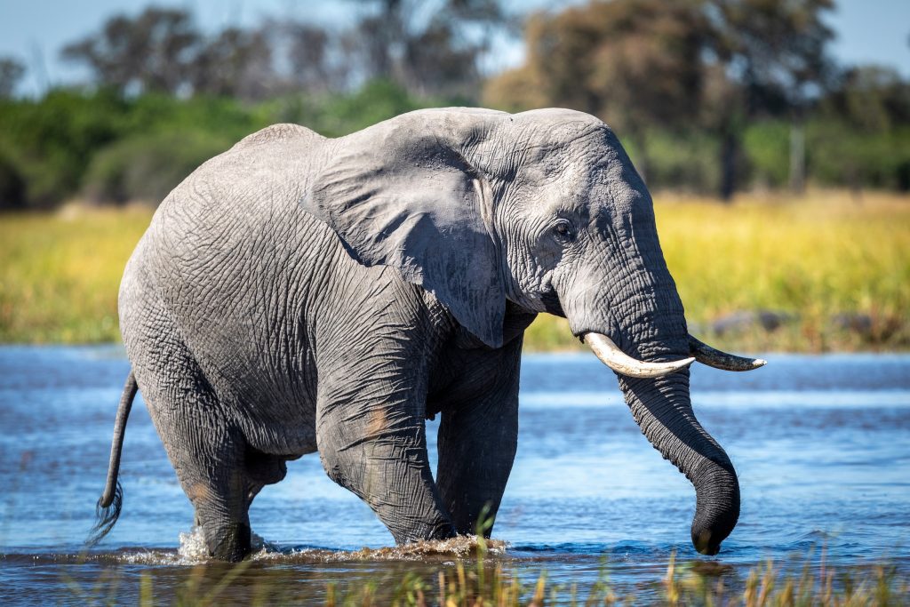 Éléphant d'Afrique