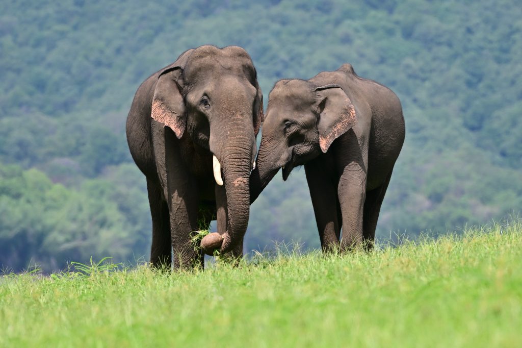 Éléphants d'Asie