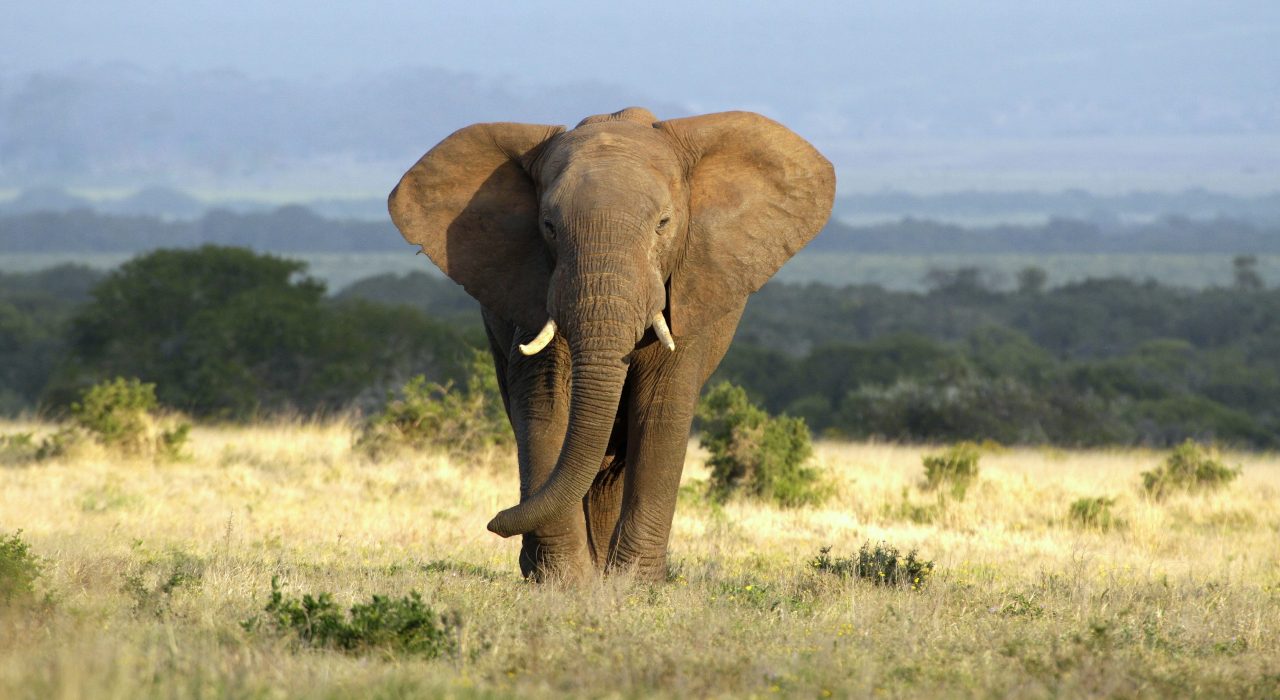 7 idées reçues sur les éléphants : Vrai ou Faux ?
