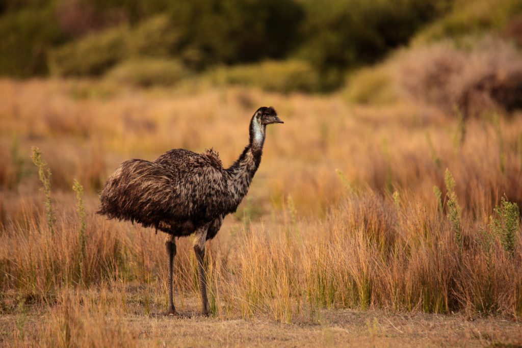 Émeu d'Australie