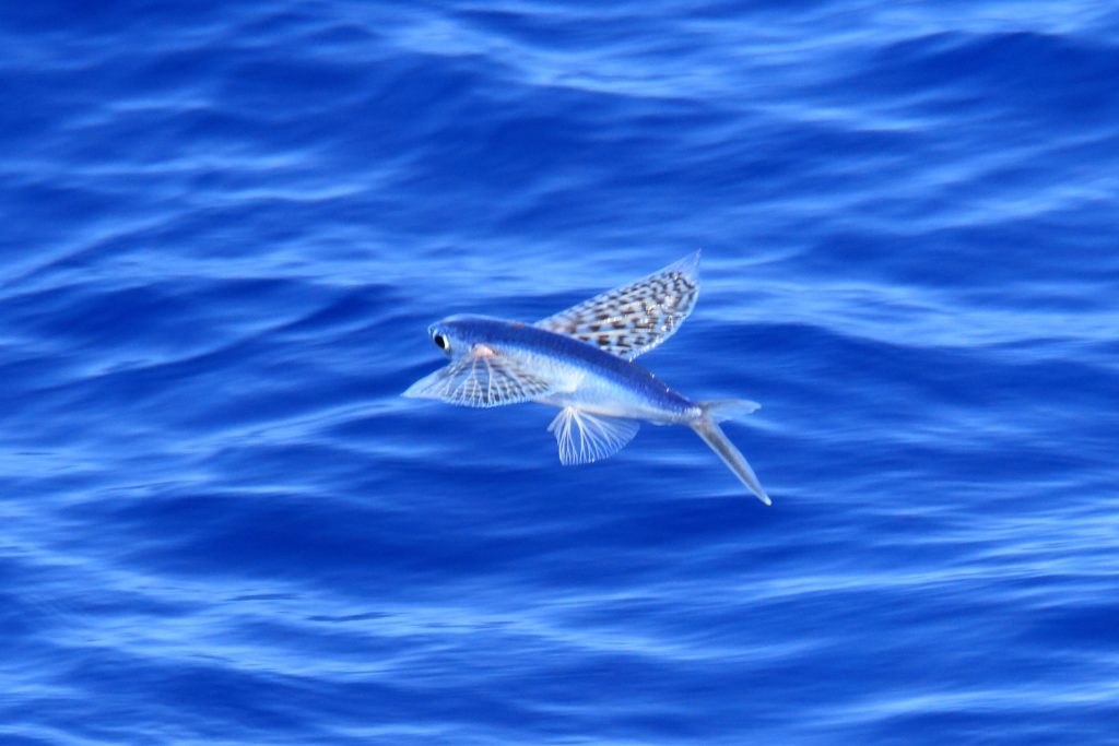 exocet poisson volant