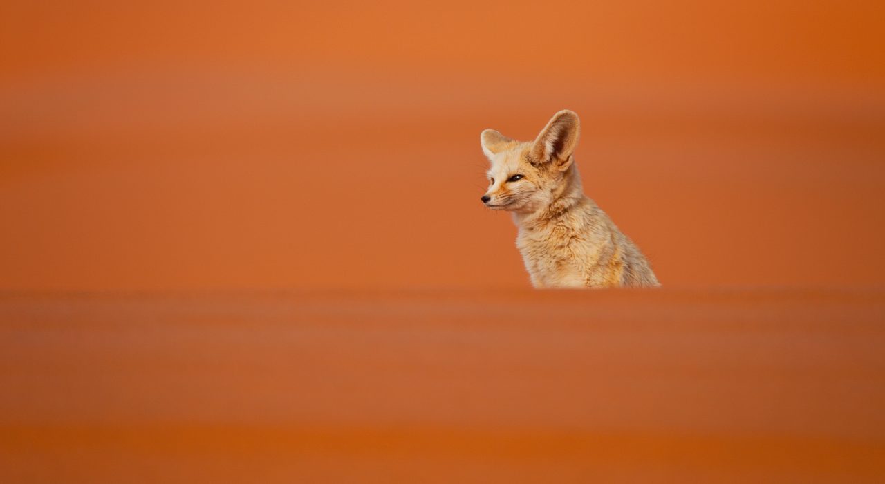 Quels animaux voir dans le désert du Sahara ?