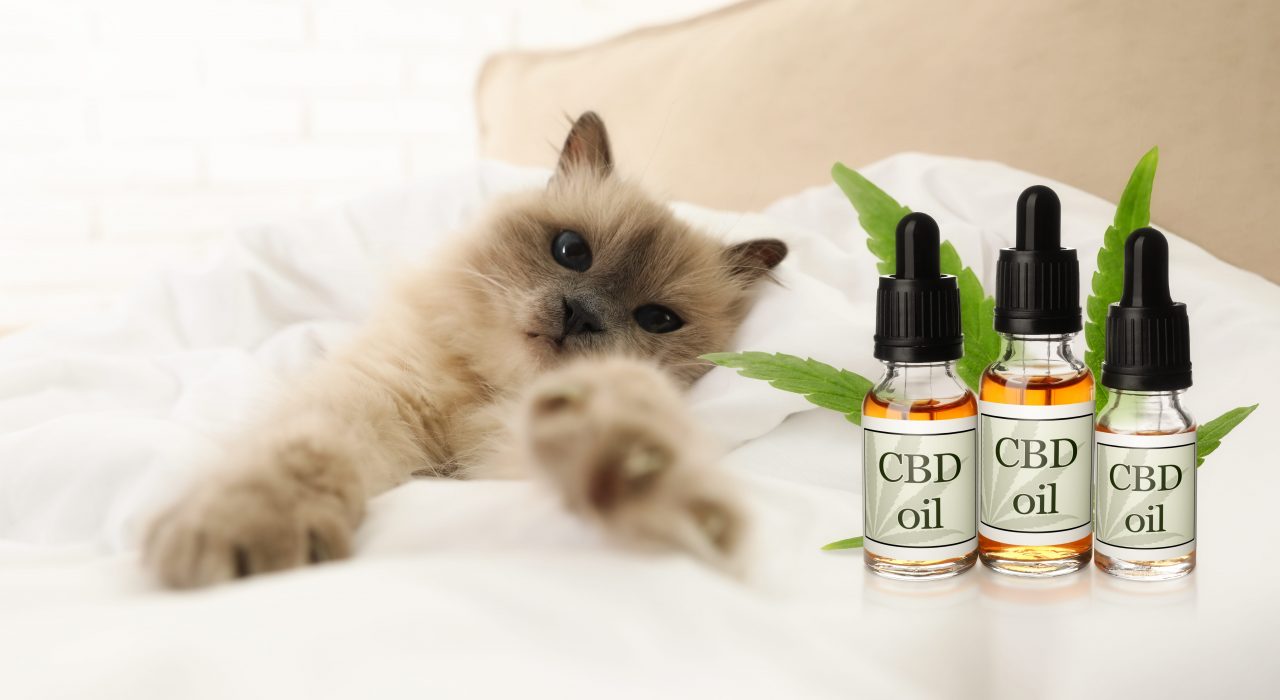 L’huile de CBD est-elle bonne pour la santé de mon chat ?