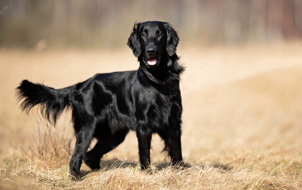 Float Coated retriever