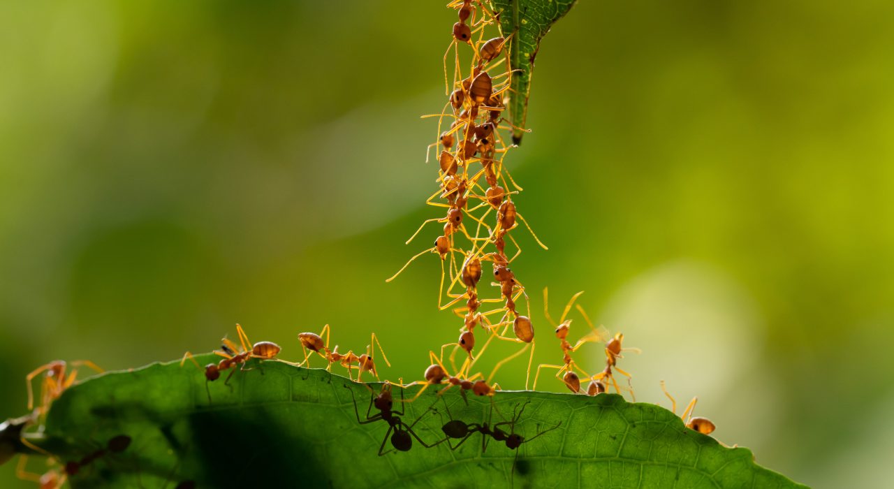 15 faits étonnants sur les fourmis