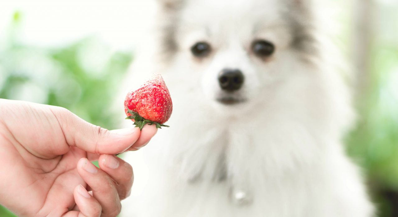 Quels fruits peut-donner donner sans crainte à son chien ?