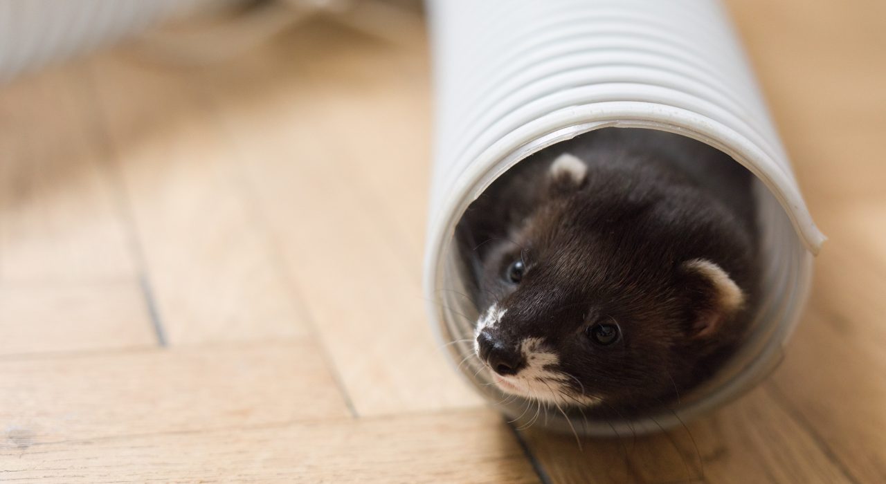 Jeux pour furet : des idées pour le divertir