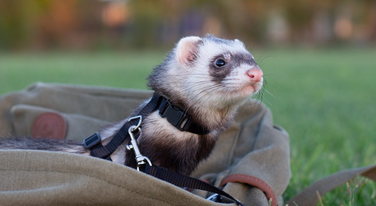 Comment choisir un furet ?