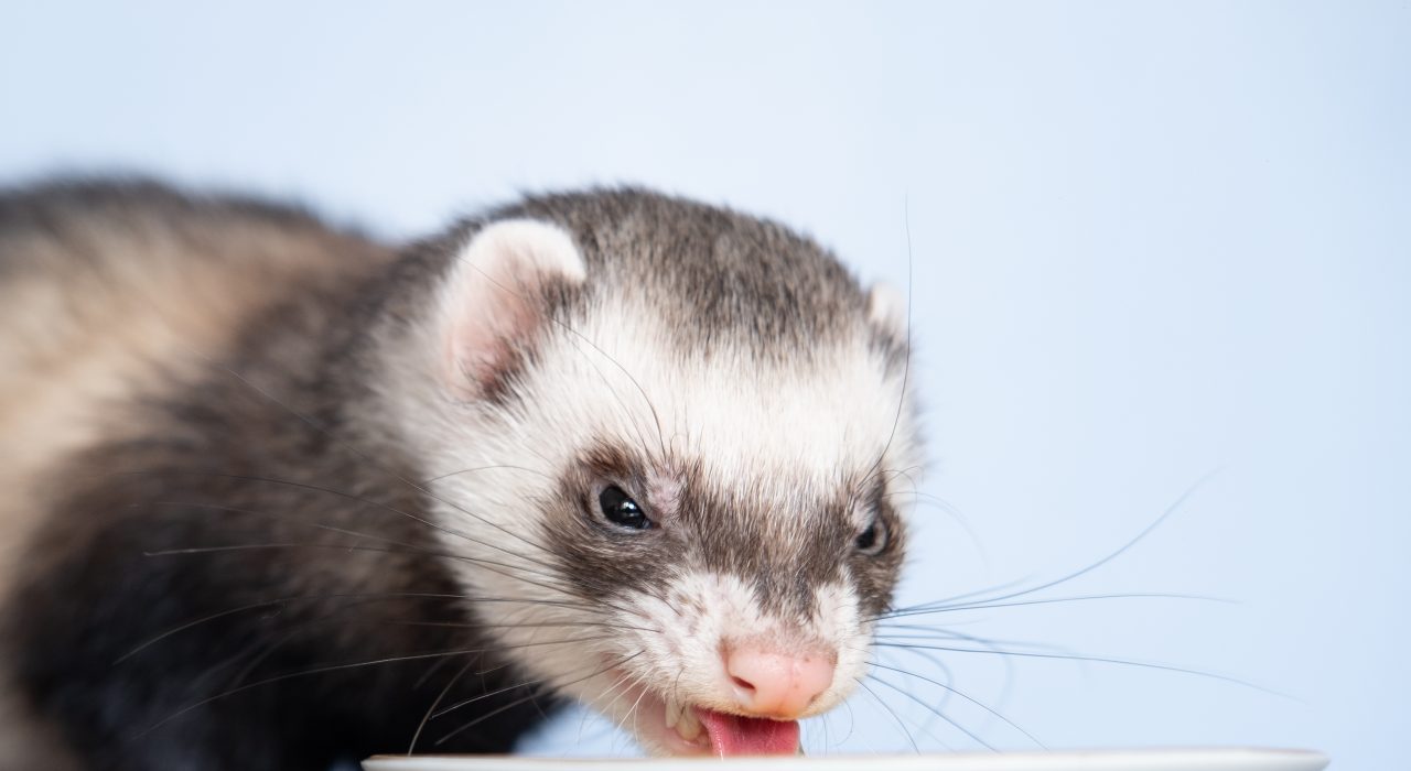 Friandises et compléments alimentaires idéals pour le furet