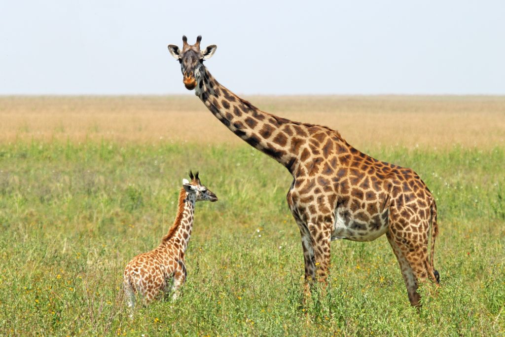 Girafon avec sa mère