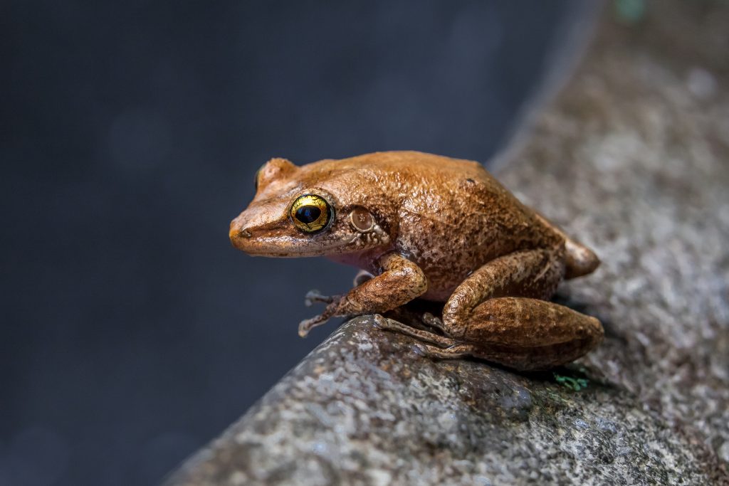 grenouille coqui