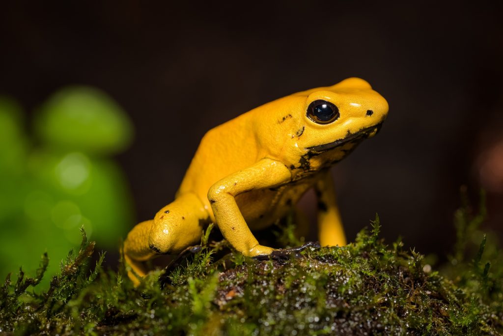 Phyllobate terrible