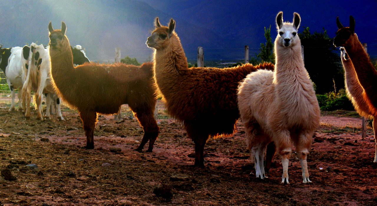 Quelles sont les différences entre un Lama et un Alpaga ?