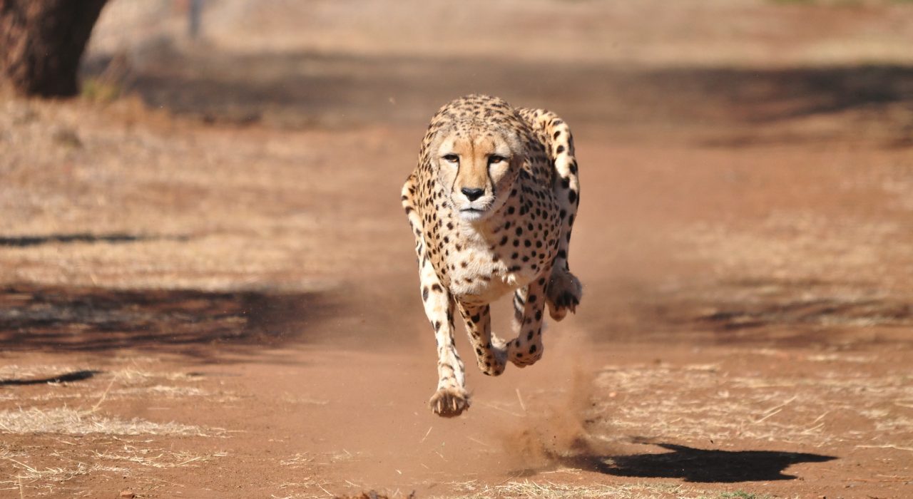 Le Guépard : l’animal terrestre le plus rapide du monde
