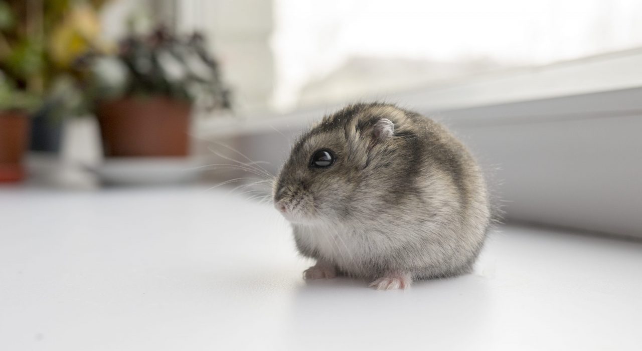Maladies du hamster : symptômes et traitements