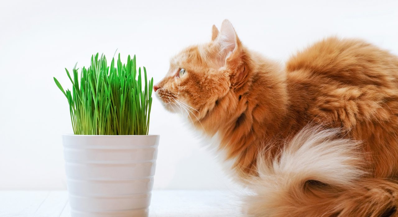 Herbe à chat : Tout Savoir sur ses effets et ses bienfaits
