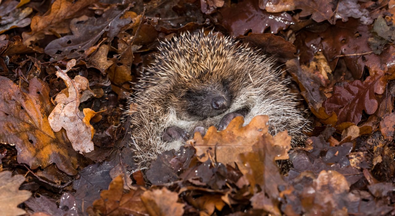 Pourquoi les animaux hibernent ? Top 10 espèces à découvrir