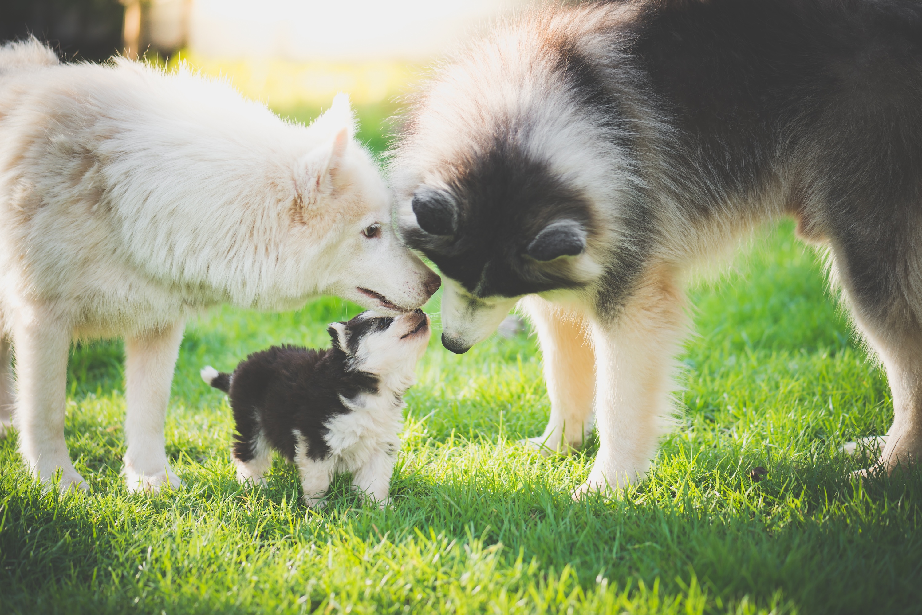 Chiens Husky avec leur chiot