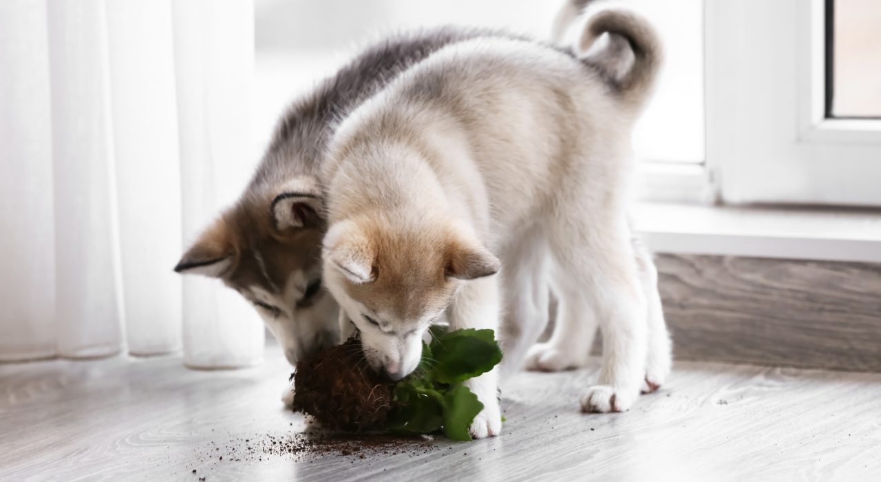Le pica chez les chiens : un comportement alimentaire anormal