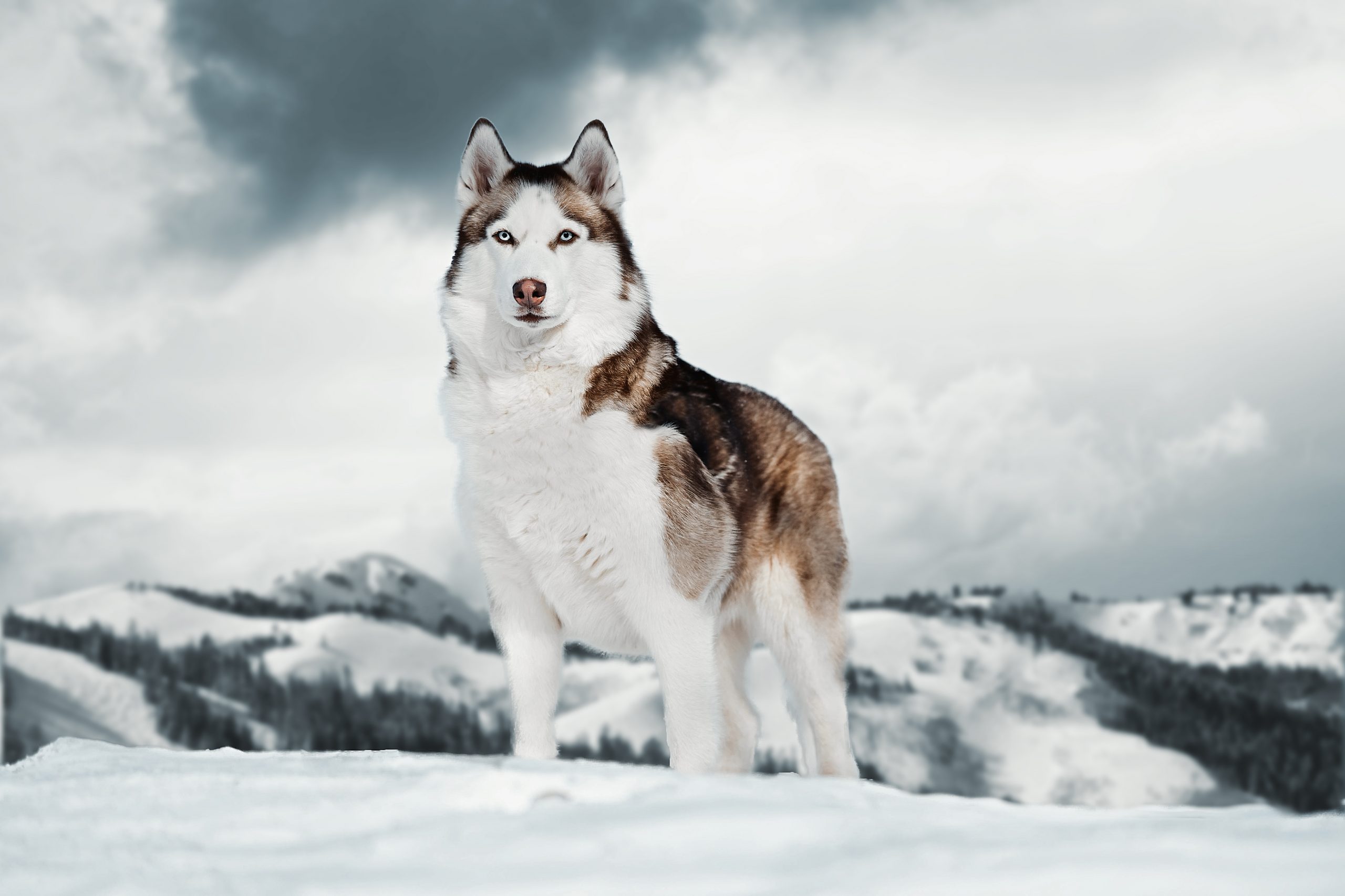 Chiens de montagne 10 races d couvrir