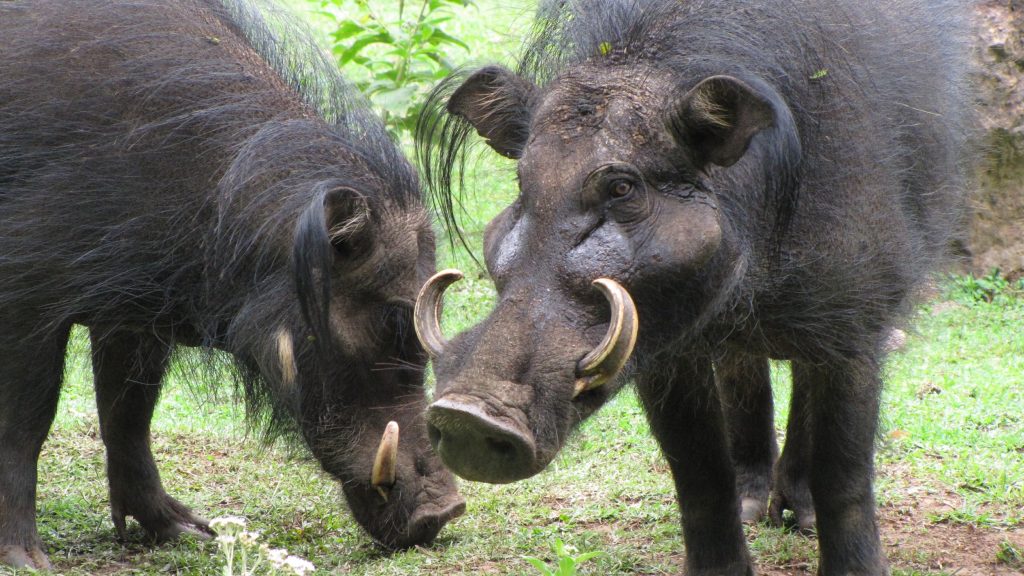 Cochon L'hylochère