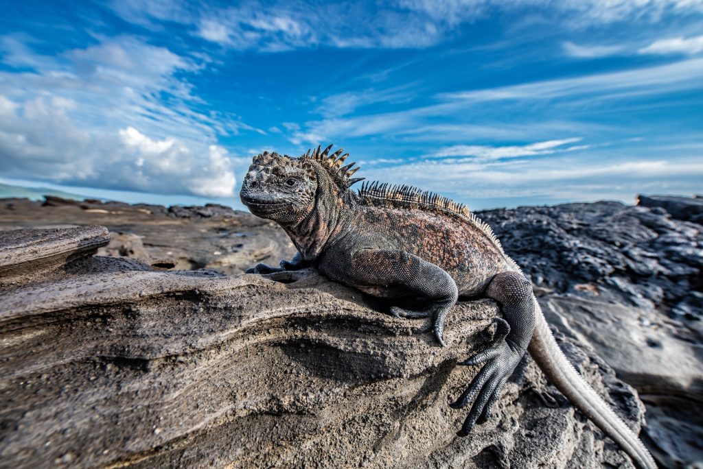 Iguane marin