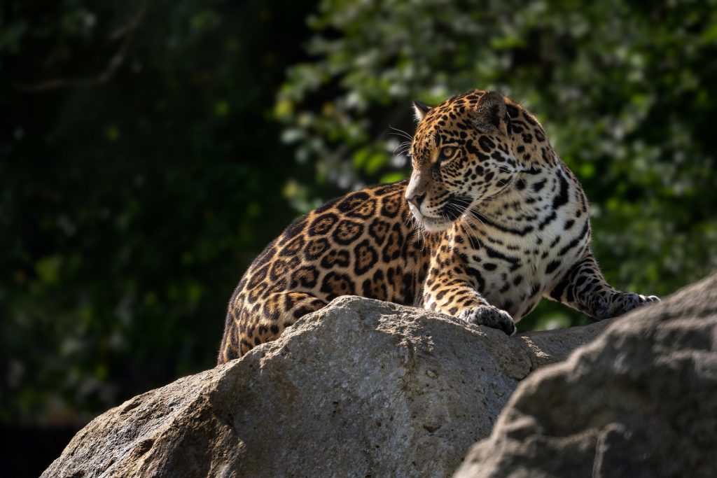 Jaguar