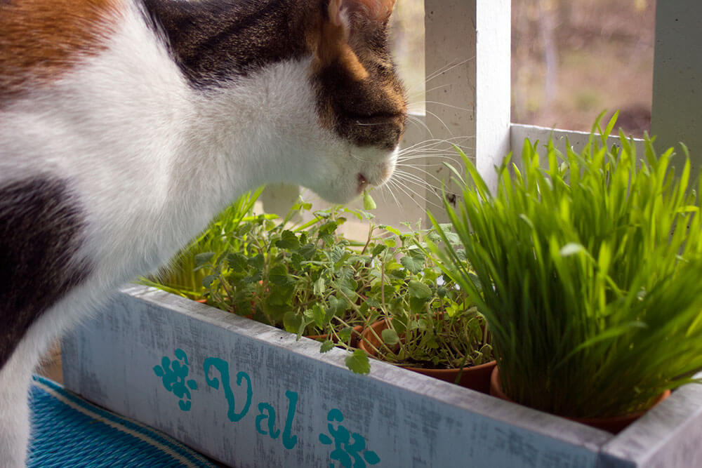 jardinière herbe à chat